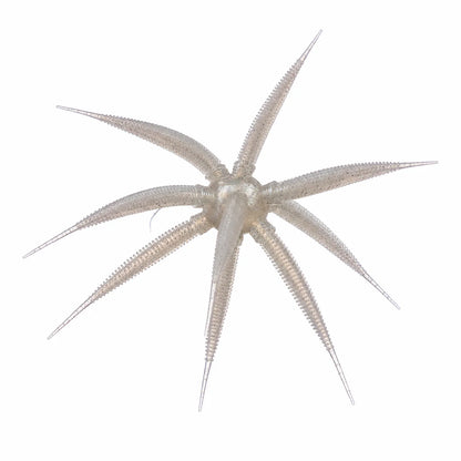 Bass Mooch Gumball 17" Urchin
